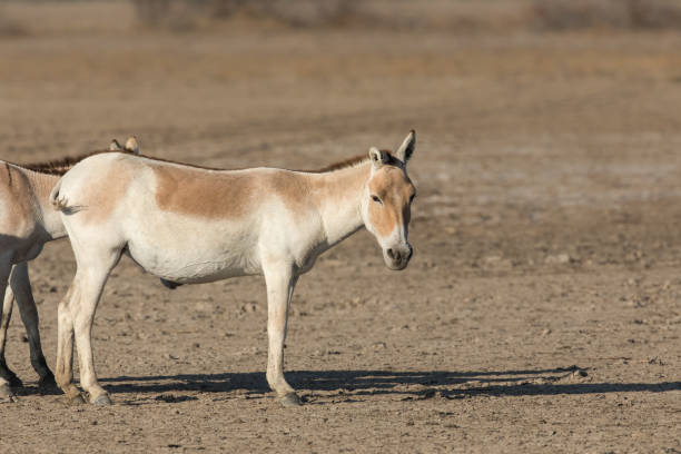 Indian Onager also called Indian Wild Ass An Indian Onager also known as Indian Wild Ass, Asiatic Wild Ass and Khur (Equus hemione khur) standing in dry desert against a blurred background, Little Rann of Kutch, Gujarat, India donkey animal themes desert landscape stock pictures, royalty-free photos & images