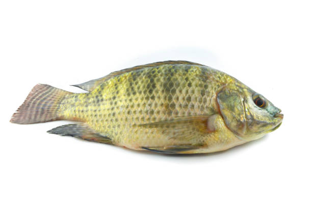 istock Tilapia isolated / fresh tilapia fish isolated on white background - nile tilapia freshwater 1071068634