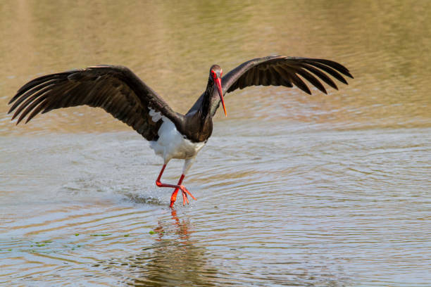 istock Black stork on the island Lesbos in Greece 1071069448