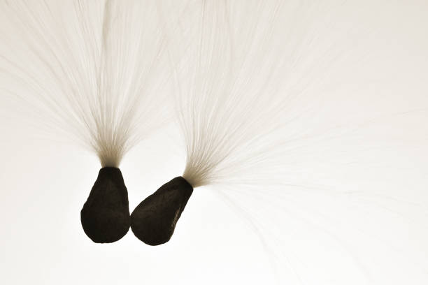 Two milkweed seed Flying and floating  and touching around in the air. Like a happily married/dating couple. Off to adventure together because it  not where you  go it who you  go with. I think it would make a nice anniversary picture.