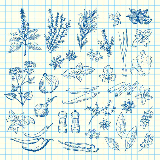 ilustrações, clipart, desenhos animados e ícones de mão de vetor extraídas de ervas e especiarias na ilustração de folha de célula - herb cooking garlic mint