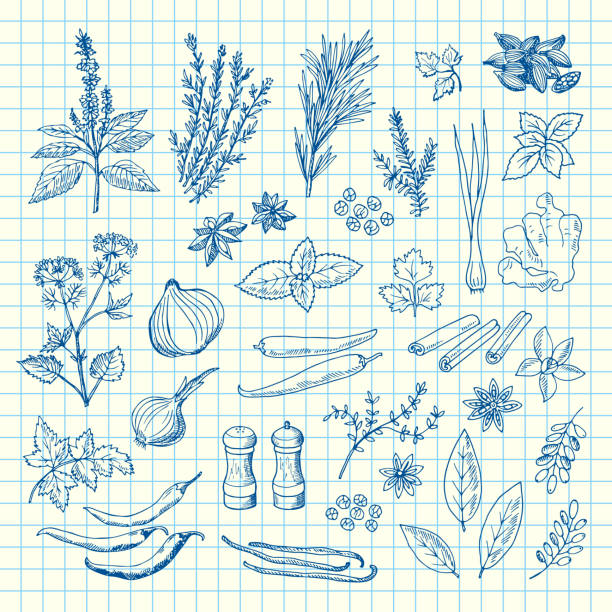 Vector hand drawn herbs and spices on cell sheet illustration Vector hand drawn herbs and spices on cell sheet illustration. Spice ingredient aroma, drawn rosemary and aromatic plants engraving food onion engraved image stock illustrations