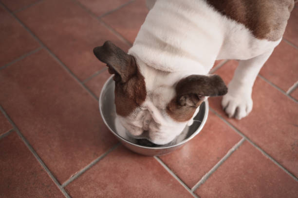 istock dog with large ears eats from her bowl 1071075870