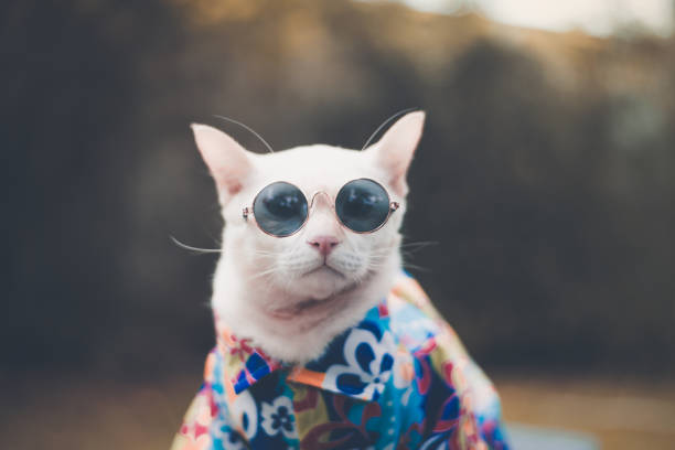 porträt von hipster white cat trägt sonnenbrille und t-shirt, tier modekonzept. - female animal stock-fotos und bilder