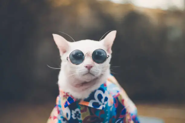 Photo of Portrait of Hipster White Cat wearing sunglasses  and shirt,animal  fashion concept.