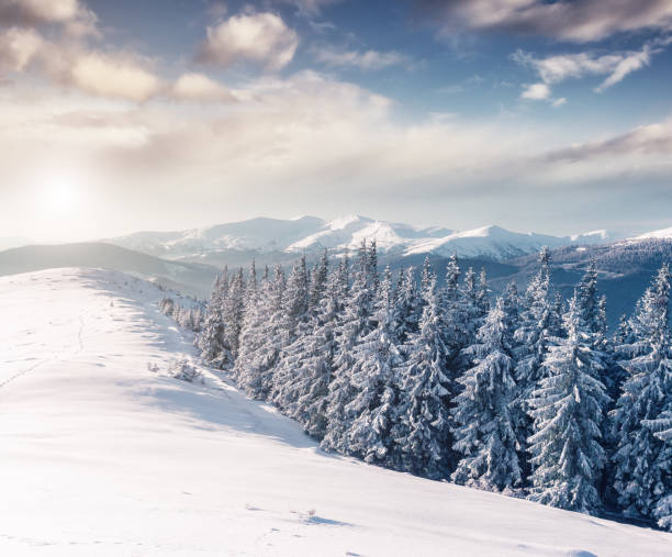 istock Majestic winter trees glowing by sunlight. Great wintry scene. Location Carpathian national park, Ukraine, Europe. 1071077542