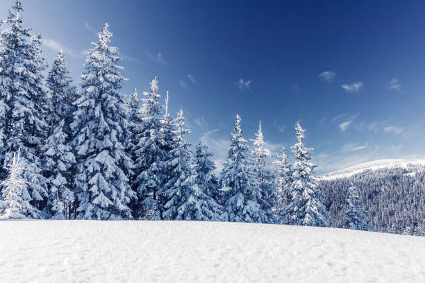 istock Majestic winter trees glowing by sunlight. Great wintry scene. Location Carpathian national park, Ukraine, Europe. 1071077650