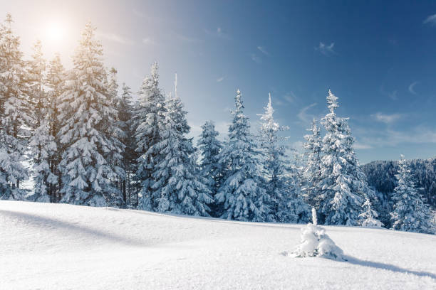 istock Majestic winter trees glowing by sunlight. Great wintry scene. Location Carpathian national park, Ukraine, Europe. 1071077658