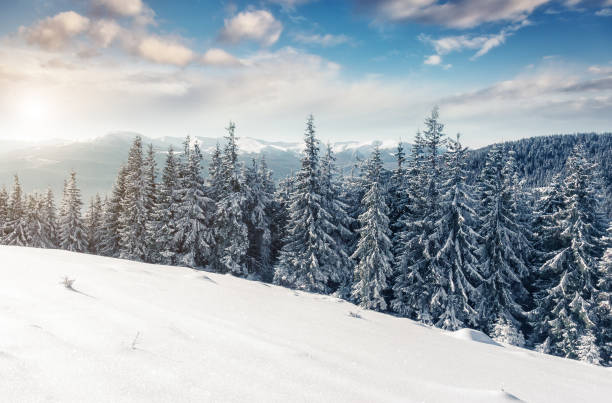 istock Majestic winter trees glowing by sunlight. Great wintry scene. Location Carpathian national park, Ukraine, Europe. 1071077742