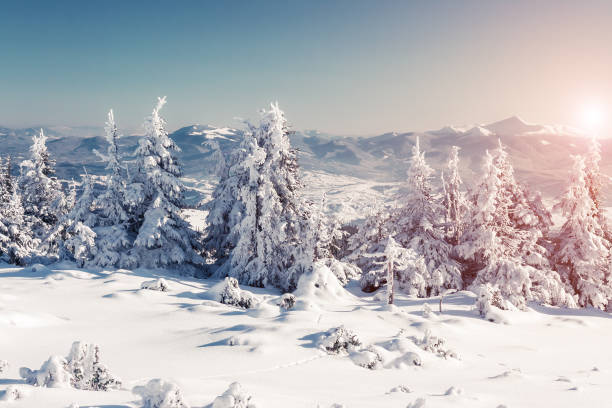 istock Majestic winter trees glowing by sunlight. Great wintry scene. Location Carpathian national park, Ukraine, Europe. 1071077972
