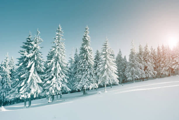 istock Majestic winter trees glowing by sunlight. Dramatic wintry scene. Place location Carpathian national park, Ukraine, Europe. 1071078840