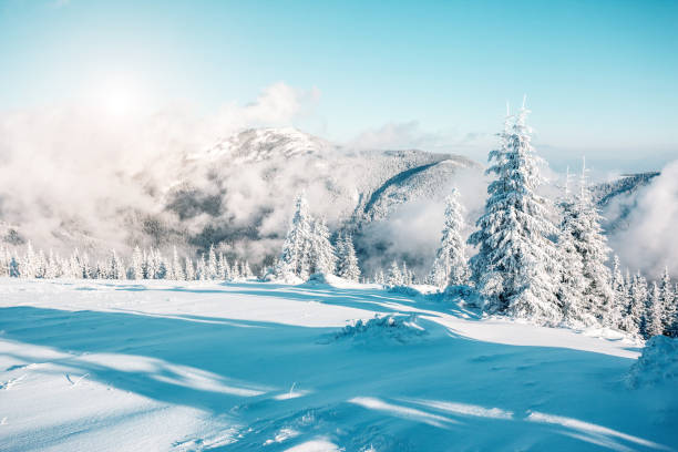 istock Majestic winter trees glowing by sunlight. Dramatic wintry scene. Place location Carpathian national park, Ukraine, Europe. 1071078890