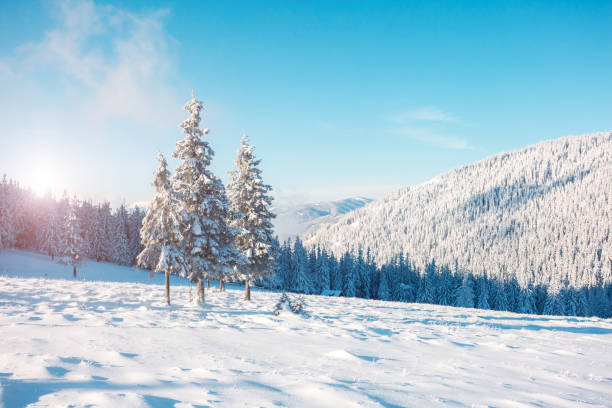 istock Majestic winter trees glowing by sunlight. Dramatic wintry scene. Place location Carpathian national park, Ukraine, Europe. 1071078896