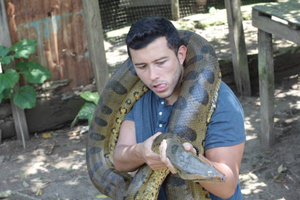 istock Powerful man struggling with gigantic anaconda 1071079016