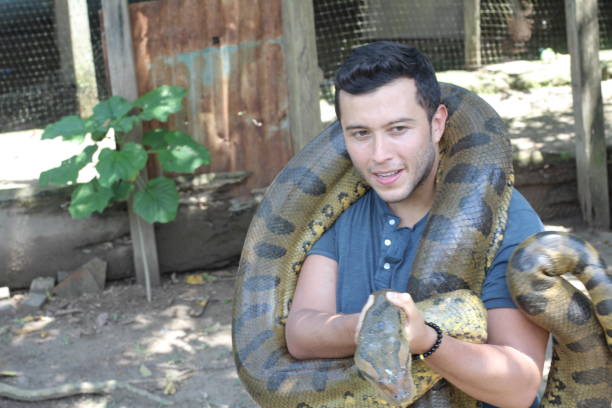 istock Brave man trying to control a gigantic snake 1071079108