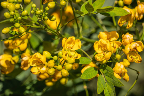 Senna Flowers in Bloom in Autumn