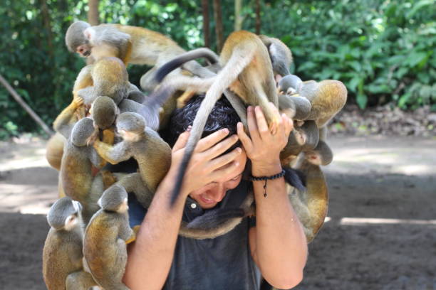 Group of monkeys assaulting a man