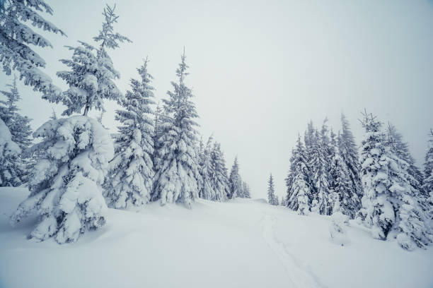 istock Majestic winter trees glowing by sunlight. Dramatic wintry scene. Place location Carpathian national park, Ukraine, Europe. 1071079358