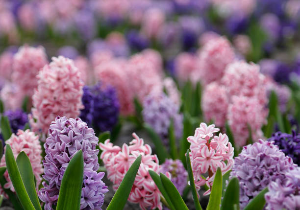 istock Large flower bed with multi-colored hyacinths 1071086990