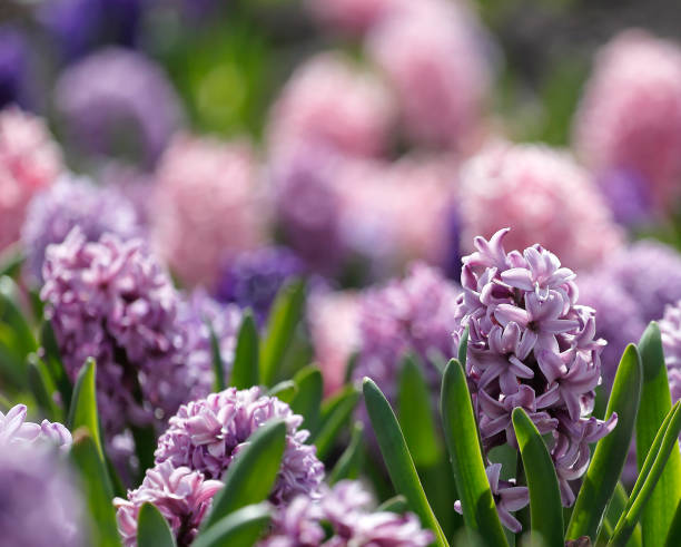 istock Large flower bed with multi-colored hyacinths 1071087086