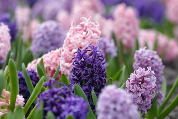 istock Large flower bed with multi-colored hyacinths 1071087096
