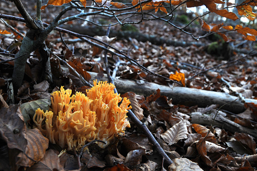 mushrooms, called Ramaria aurea in the forest during autumn season