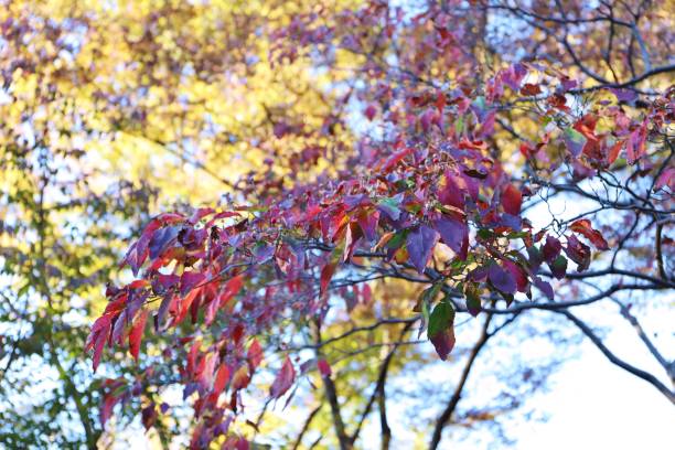istock Urban park and scenery 1071090282