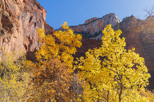 a scenic autumn landscape in Zion National park Utah