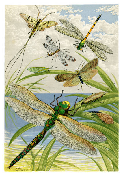 Insects Insects - Scanned 1875 Engraving dragonfly drawing stock illustrations