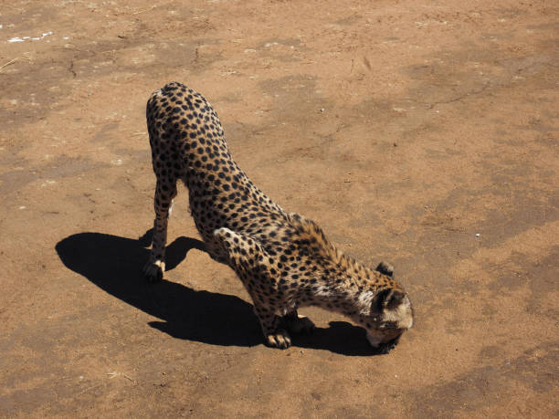 istock Ghepard in the wild 1071093492