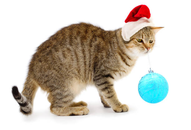 istock Beautiful kitten in a red Santa Claus hat 1071096434