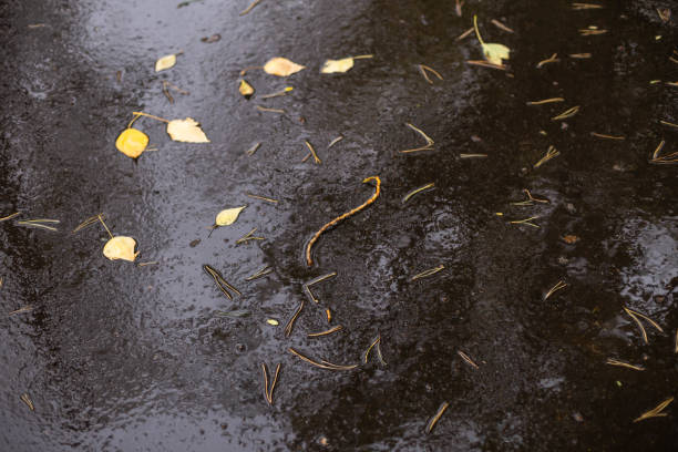 wet asphalt road with fallen leaves on a rainy autumn evening in the Park