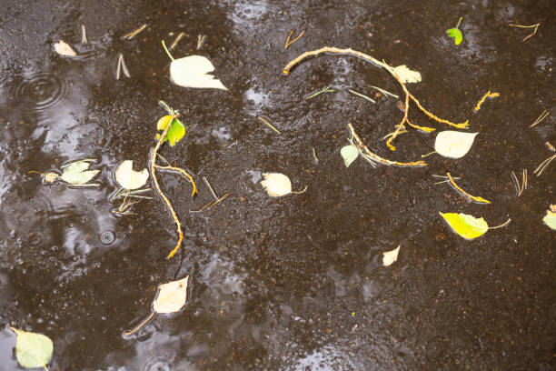 istock yellow leaves on wet asphalt 1071099292