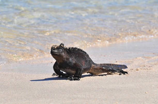 istock Marine iguana on the beach 1071100760