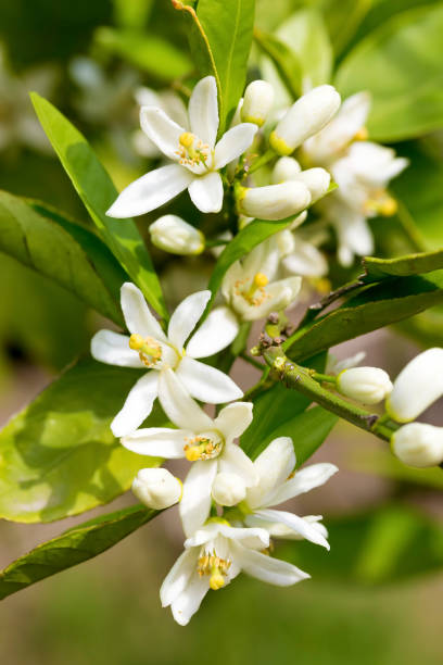 istock Ripe oranges hanging on a blossoming orange tree 1071101972