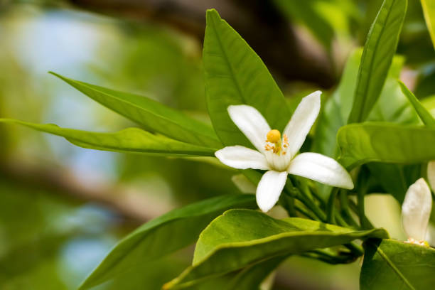 Ripe oranges hanging on a blossoming orange tree