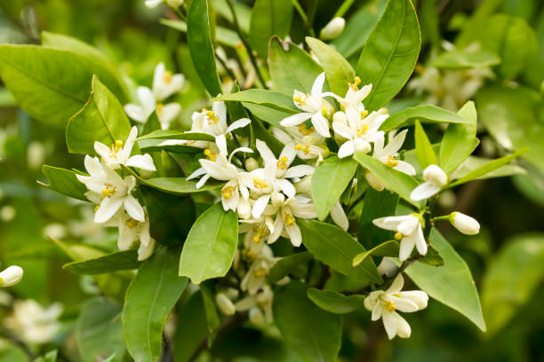istock Ripe oranges hanging on a blossoming orange tree 1071102392