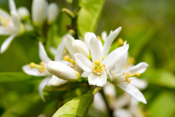 istock Ripe oranges hanging on a blossoming orange tree 1071102468
