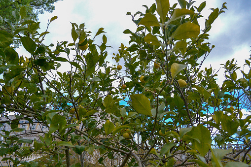 Ripe lemon fruit on the tree. Lemon is a fruit in the citrus family. The fruit is round and oval. The young fruit is green. When cooked it will be yellow. The fruit flesh is juicy and has a sour taste.