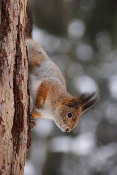 istock Wild red furry squirrel in forest natural habitat 1071108288