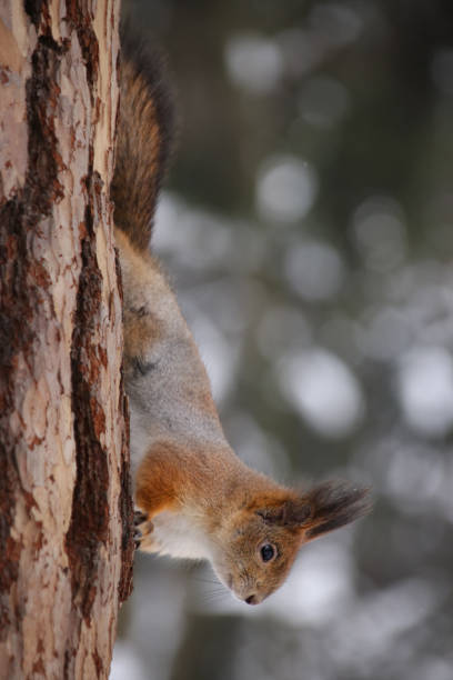 istock Wild red furry squirrel in forest natural habitat 1071108302