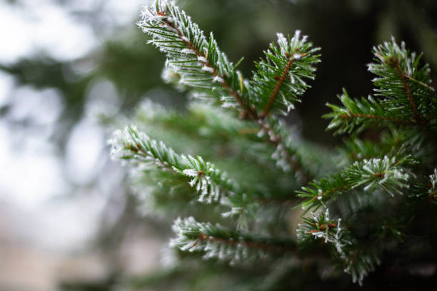 istock hristmas tree frosted in the cold 1071112338
