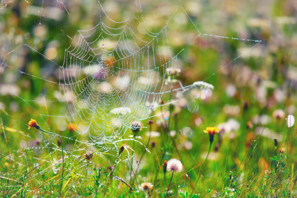 istock Spider web in the grass, summertime outdoor theme 1071112448