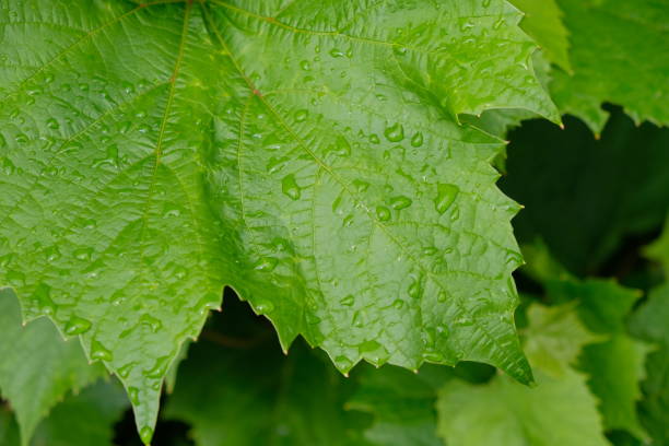 istock Water droplets on the grape leaf after rain closeup. 1071113380
