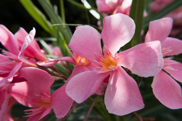 istock Dark pink Nerium Oleander flower and buds flourishing. 1071114886