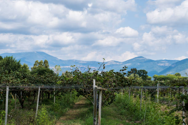 istock Vineyard with mountains on the landscape. 1071115366