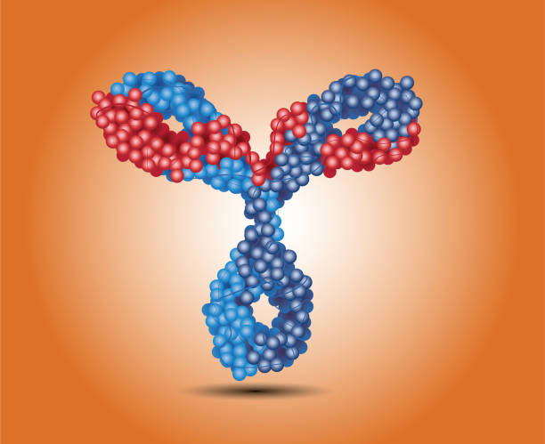 ilustrações de stock, clip art, desenhos animados e ícones de monoclonal antibody red blue vector isolated - antibody human immune system antigen microbiology