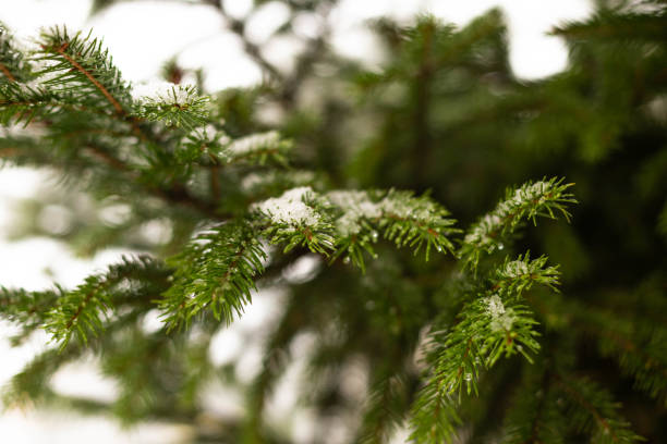 istock Christmas tree branch covered with snow during snowfall 1071117968