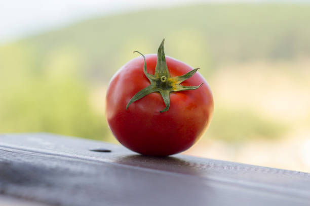 istock Single Tomato on picnic chair 1071118052