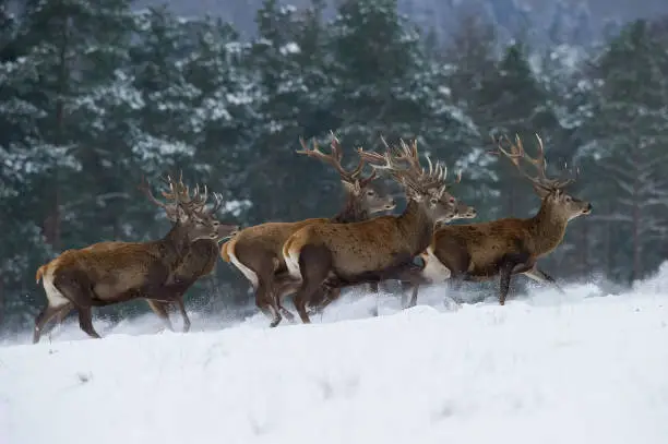 The Red Deer, Cervus elaphus running in the snow, in typical winter environment, majestic animal proudly wearing his antlers, sparkle in the eye, the herd of Red Deers in the snowy